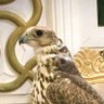 القرناس's profile picture