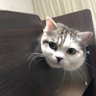 ガウディの家 profil fotoğrafı