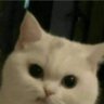 Фото профиля MIAU