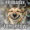 Maybe Tomorrow's profile picture