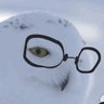 Viz's profile picture