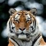 Profilbild von Tiger Rajiv