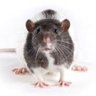 Profilbild von Otsuka Tokushima non-fatty rat