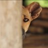 Ajarateng''s profile picture