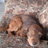 Muñeco peludo. profil fotoğrafı
