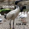 Gordon the Ibis for PM profil fotoğrafı