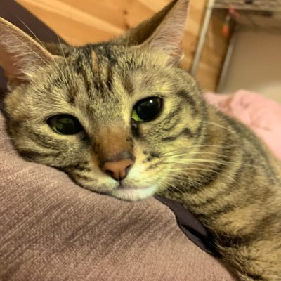 ワンダフル's profile picture