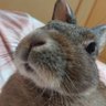 cyoko kinako(うさぎ🐰のチョコちゃん) 的头像