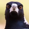 Profilbild von MagpieMedia