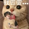 ่ต่ฑ็ๅฐ็ช's profile picture