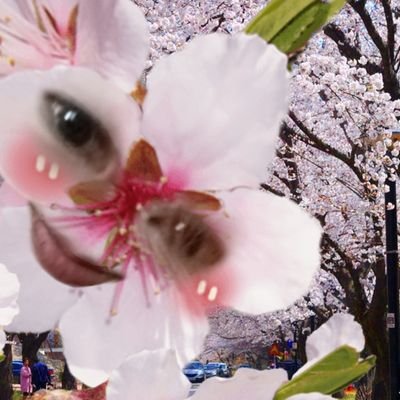 エケケケ's profile picture