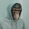 the smoking monkey 🇵🇸's profile picture