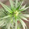 nicolas_flamel420 的头像
