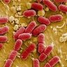 Фото профиля Escherichia Coli