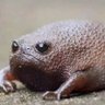 Motzfrosch 的头像