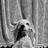 Фото профиля Carlos Nosequé