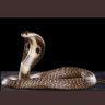 Фото профиля cobra