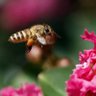 Golden Honey Bee's profile picture