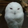 まるも profil fotoğrafı