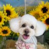 ティー's profile picture