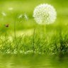 Dandelion profil fotoğrafı