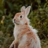 ぴてチャン's profile picture