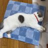 うーちゃか profil fotoğrafı