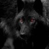 Lone Wolf 🇨🇦🇺🇸's profile picture