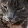 Mucho Rato's profile picture