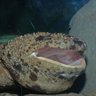Profilbild von LoudSalamander