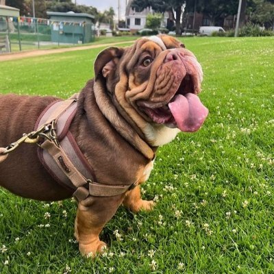bulldog_lovers.club's profile picture