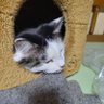 ぽぽいー 的头像