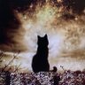 Beej Cat 🐈⬛🐾🌱🌊🇺🇸🇺🇦☮️ 的头像
