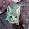 ♨️のんびり猫🐱's profile picture