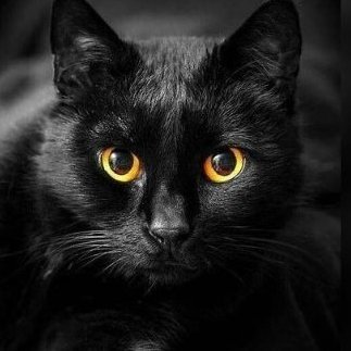 Gato Pérez's profile picture