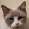 猫神シャロン♀&天空神テンテン's profile picture