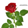 ayman ismail's profile picture