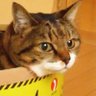 キジトラしろchacha profil fotoğrafı