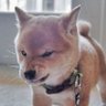 Profilbild von Aprx