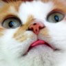 Profilbild von にゃんこひょうたん