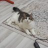 Фото профиля Yasemin