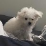 隐's profile picture