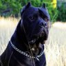 preciouz profil fotoğrafı