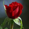 Aneen Aneen profil fotoğrafı