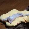 Фото профиля 思兼:元マサクニ