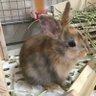 我が家のキキちゃん(ミニうさぎ) 的头像