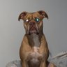 Jamie the Hammer's profile picture