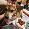 うちのらら(片耳立ったビーグル)'s profile picture