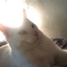oddHomonym's profile picture