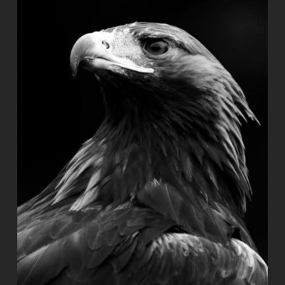 RuzgarVahit's profile picture